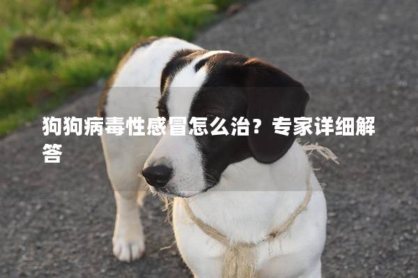 狗狗病毒性感冒怎么治?专家详细解答 狗狗病毒性感冒怎么治?专家详细解答