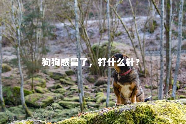 狗狗感冒了，打什么针？