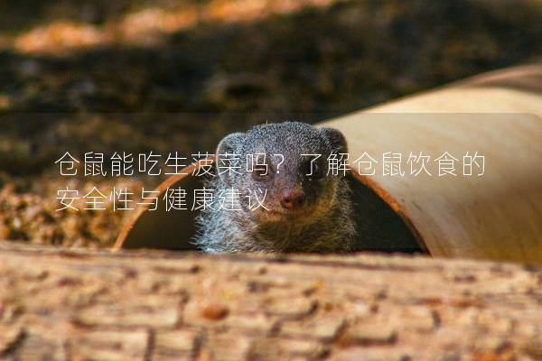 仓鼠能吃生菠菜吗？了解仓鼠饮食的安全性与健康建议