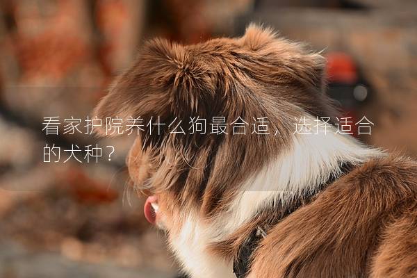 看家护院养什么狗最合适,选择适合的犬种? 看家护院养什么狗最合适,选择适合的犬种?