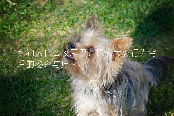 狗狗为什么咬尾巴？探索犬类行为背后的秘密与原因