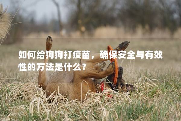 如何给狗狗打疫苗,确保安全与有效性的方法是什么? 如何给狗狗打疫苗,确保安全与有效性的方法是什么?