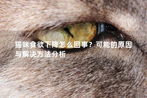 猫咪食欲下降怎么回事?可能的原因与解决方法分析 猫咪食欲下降怎么回事?可能的原因与解决方法分析
