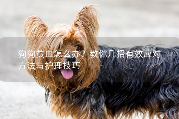 狗狗贫血怎么办？教你几招有效应对方法与护理技巧
