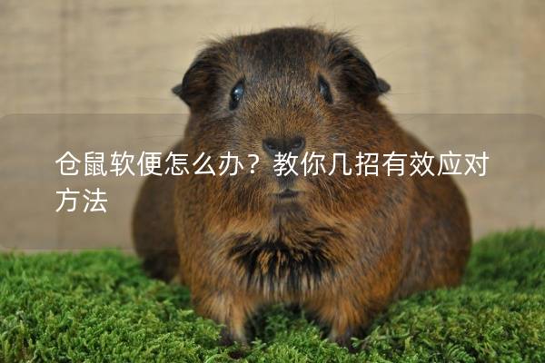 仓鼠软便怎么办?教你几招有效应对方法 仓鼠软便怎么办?教你几招有效应对方法