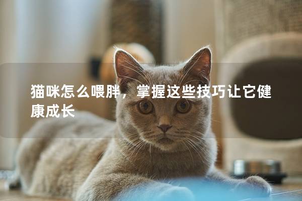 猫咪怎么喂胖，掌握这些技巧让它健康成长
