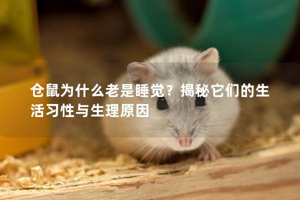 仓鼠为什么老是睡觉？揭秘它们的生活习性与生理原因
