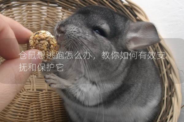 仓鼠想逃跑怎么办,教你如何有效安抚和保护它 仓鼠想逃跑怎么办,教你如何有效安抚和保护它