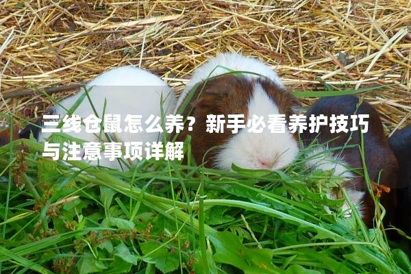 三线仓鼠怎么养？新手必看养护技巧与注意事项详解