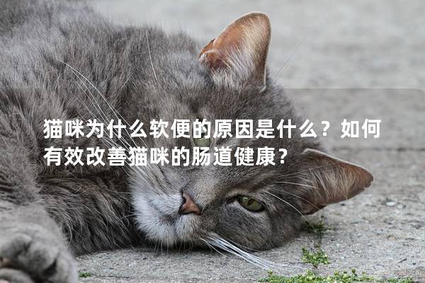 猫咪为什么软便的原因是什么？如何有效改善猫咪的肠道健康？