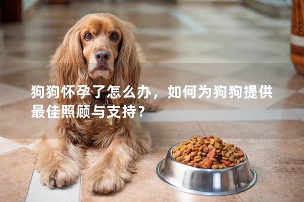 狗狗怀孕了怎么办,如何为狗狗提供最佳照顾与支持? 狗狗怀孕了怎么办,如何为狗狗提供最佳照顾与支持?