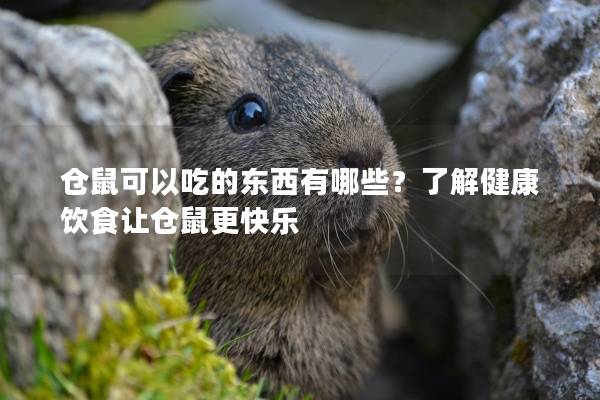 仓鼠可以吃的东西有哪些?了解健康饮食让仓鼠更快乐 仓鼠可以吃的东西有哪些?了解健康饮食让仓鼠更快乐