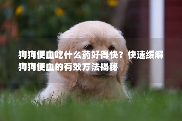 狗狗便血吃什么药好得快？快速缓解狗狗便血的有效方法揭秘