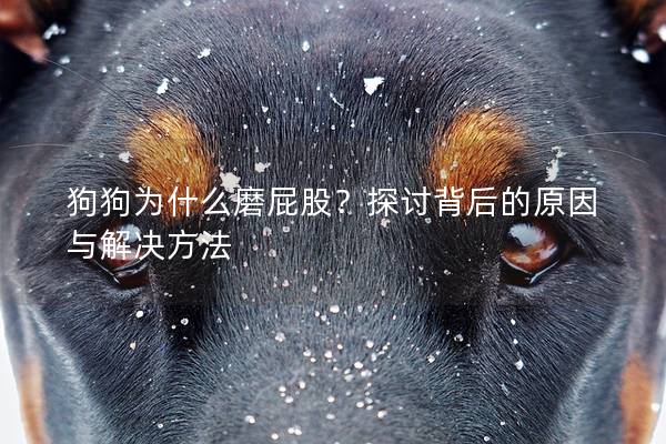 狗狗为什么磨屁股?探讨背后的原因与解决方法 狗狗为什么磨屁股?探讨背后的原因与解决方法