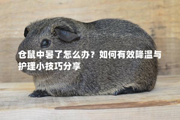 仓鼠中暑了怎么办？如何有效降温与护理小技巧分享