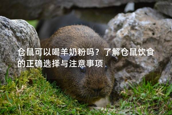 仓鼠可以喝羊奶粉吗？了解仓鼠饮食的正确选择与注意事项