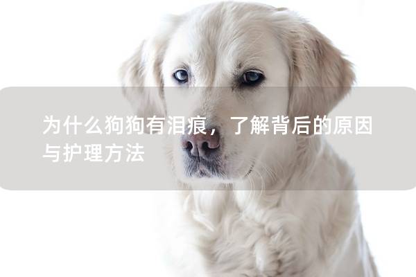 为什么狗狗有泪痕,了解背后的原因与护理方法 为什么狗狗有泪痕,了解背后的原因与护理方法