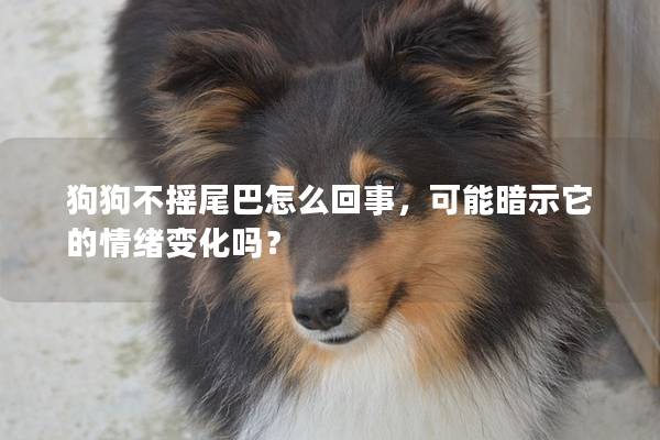 狗狗不摇尾巴怎么回事，可能暗示它的情绪变化吗？