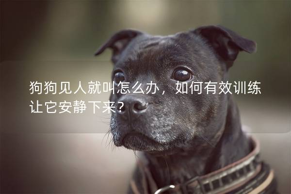 狗狗见人就叫怎么办，如何有效训练让它安静下来？