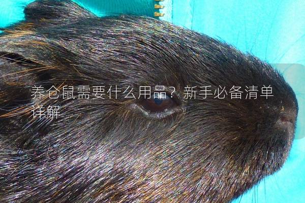 养仓鼠需要什么用品?新手必备清单详解 养仓鼠需要什么用品?新手必备清单详解