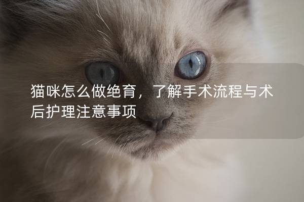 猫咪怎么做绝育，了解手术流程与术后护理注意事项