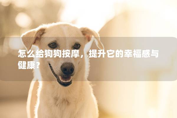 怎么给狗狗按摩，提升它的幸福感与健康？