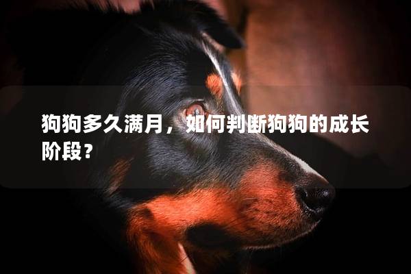 狗狗多久满月，如何判断狗狗的成长阶段？