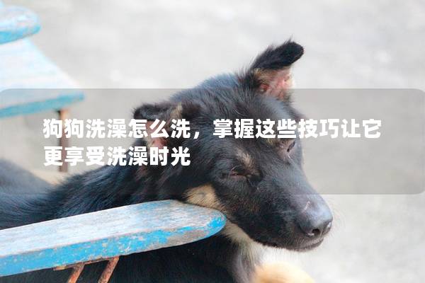 狗狗洗澡怎么洗，掌握这些技巧让它更享受洗澡时光