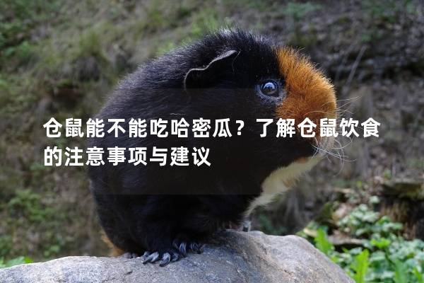 仓鼠能不能吃哈密瓜？了解仓鼠饮食的注意事项与建议