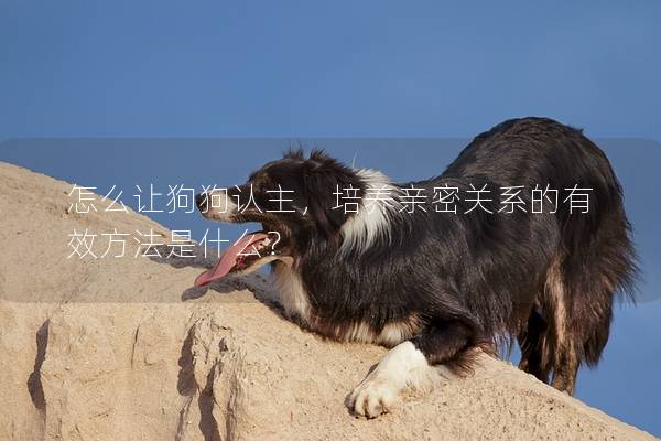 怎么让狗狗认主，培养亲密关系的有效方法是什么？