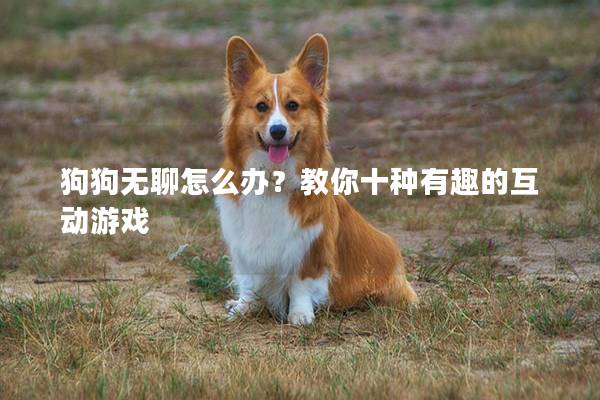 狗狗无聊怎么办?教你十种有趣的互动游戏 狗狗无聊怎么办?教你十种有趣的互动游戏