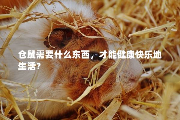 仓鼠需要什么东西，才能健康快乐地生活？