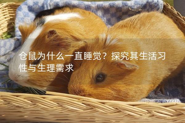 仓鼠为什么一直睡觉？探究其生活习性与生理需求