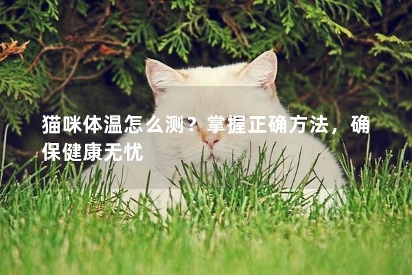 猫咪体温怎么测？掌握正确方法，确保健康无忧