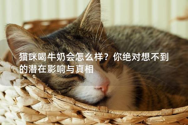 猫咪喝牛奶会怎么样？你绝对想不到的潜在影响与真相