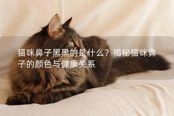 猫咪鼻子黑黑的是什么？揭秘猫咪鼻子的颜色与健康关系