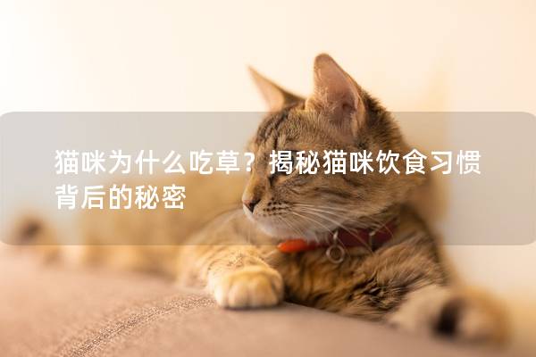 猫咪为什么吃草？揭秘猫咪饮食习惯背后的秘密