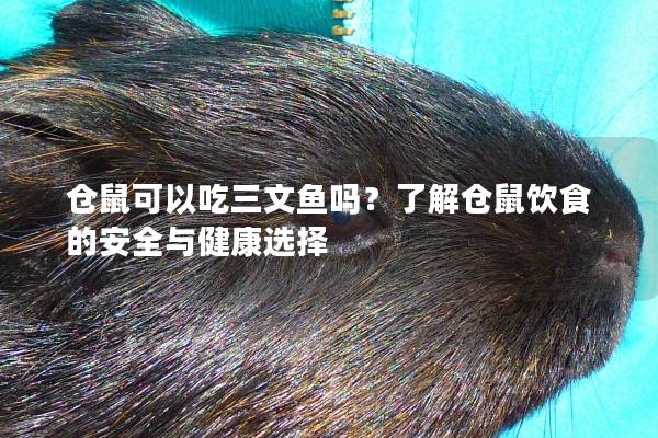 仓鼠可以吃三文鱼吗？了解仓鼠饮食的安全与健康选择