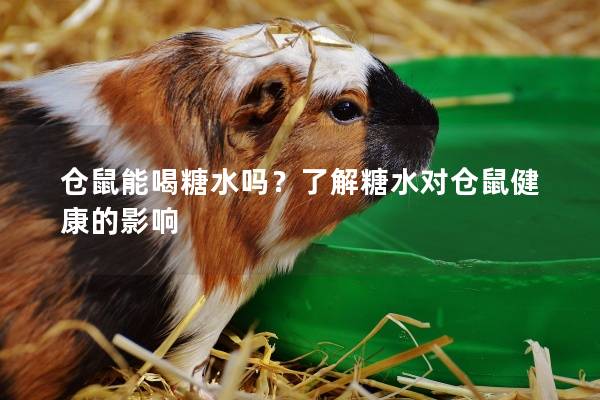 仓鼠能喝糖水吗？了解糖水对仓鼠健康的影响