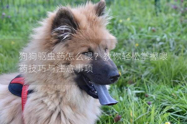 狗狗驱虫药怎么喂？教你轻松掌握喂药技巧与注意事项