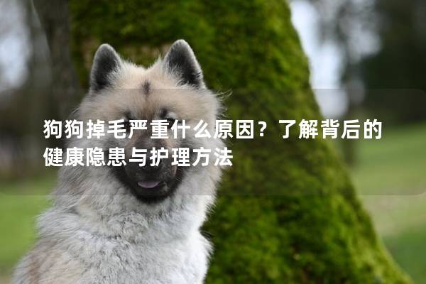 狗狗掉毛严重什么原因？了解背后的健康隐患与护理方法
