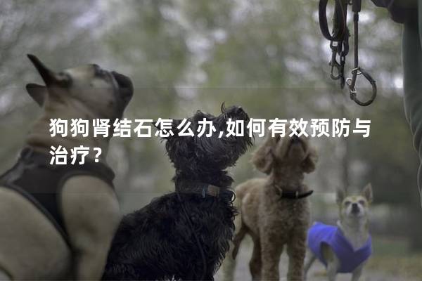 狗狗肾结石怎么办,如何有效预防与治疗？