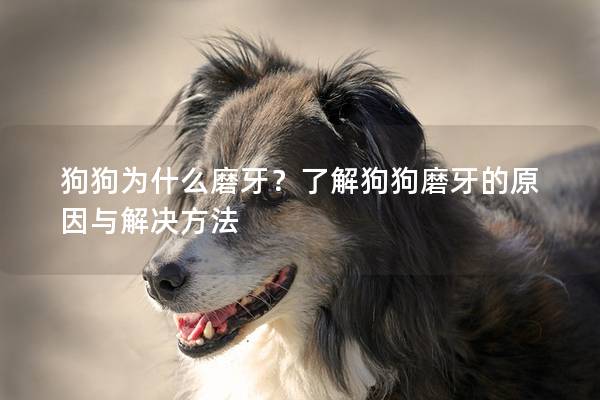 狗狗为什么磨牙？了解狗狗磨牙的原因与解决方法