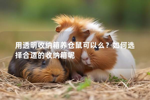 用透明收纳箱养仓鼠可以么？如何选择合适的收纳箱呢