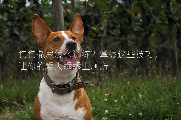 狗狗撒尿怎么训练？掌握这些技巧，让你的爱犬乖乖上厕所