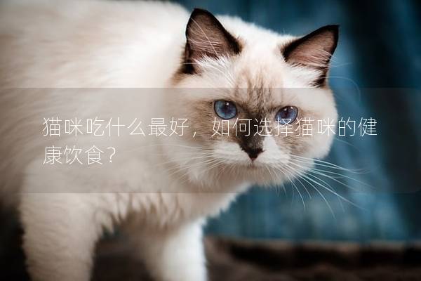 猫咪吃什么最好，如何选择猫咪的健康饮食？