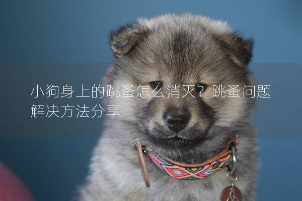 小狗身上的跳蚤怎么消灭？跳蚤问题解决方法分享