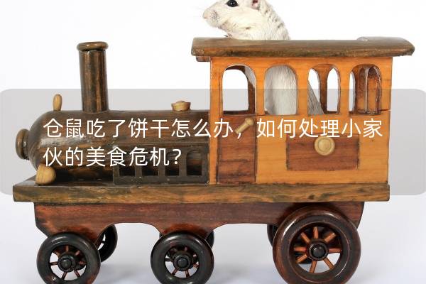 仓鼠吃了饼干怎么办，如何处理小家伙的美食危机？