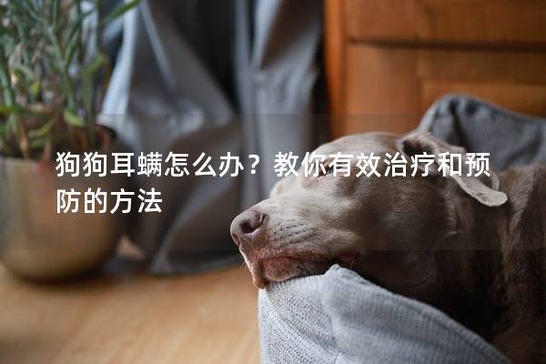 狗狗耳螨怎么办？教你有效治疗和预防的方法