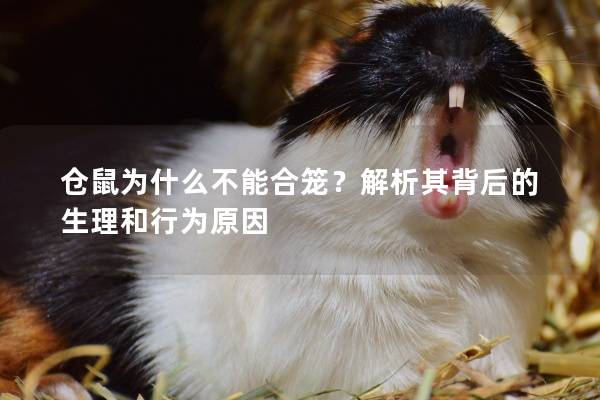 仓鼠为什么不能合笼？解析其背后的生理和行为原因